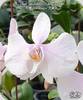 Phal. amabilis Surabaya